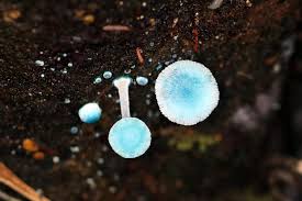 Attēlu rezultāti vaicājumam “Hymenoscyphus sp.”