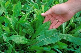 Chicory greens