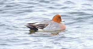 Attēlu rezultāti vaicājumam “Anas penelope”