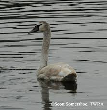 Attēlu rezultāti vaicājumam “Cygnus olor adult”