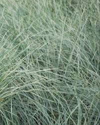 Attēlu rezultāti vaicājumam “Helictotrichon pratense leaf”