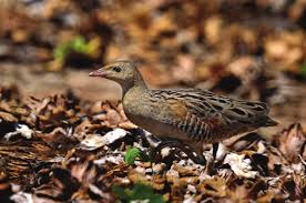 Image result for Crex crex