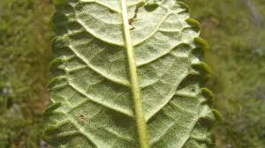 Attēlu rezultāti vaicājumam “Stachys officinalis leaf”