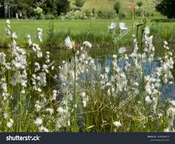 Attēlu rezultāti vaicājumam “Eriophorum latifolium leaf”