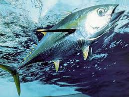Image result for Thunnus alalunga