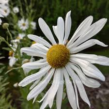 Image result for Leucanthemella serotina