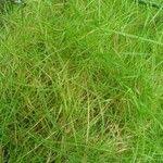 Attēlu rezultāti vaicājumam “Agrostis canina”