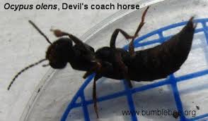 Billedresultat for rovbille