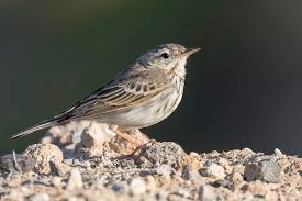 Attēlu rezultāti vaicājumam “Motacillidae”