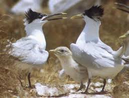 Image result for Sterna acuflavida