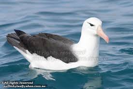 Image result for Thalassarche melanophris