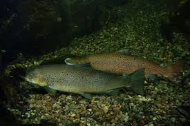 Image result for Salmo salar