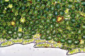 Attēlu rezultāti vaicājumam “Mnium stellare”