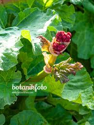 Attēlu rezultāti vaicājumam “Rheum rhabarbarum flower”