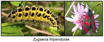 Attēlu rezultāti vaicājumam “Zygaena filipendulae exuvia”