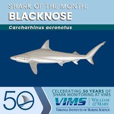 Image result for Carcharhinus acronotus