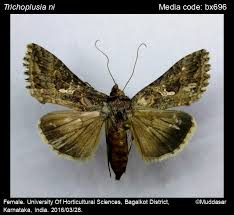 Attēlu rezultāti vaicājumam “Trichia longipalpis”