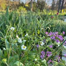 Attēlu rezultāti vaicājumam “Potentilla arenaria bud”