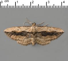 Attēlu rezultāti vaicājumam “Horisme vitalbata”