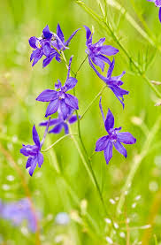 Attēlu rezultāti vaicājumam “Consolida regalis leaf”