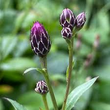 Attēlu rezultāti vaicājumam “Serratula tinctoria leaf”