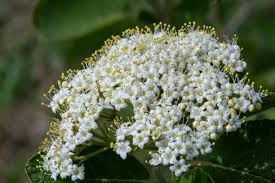 Attēlu rezultāti vaicājumam “Viburnum lantana  flower”