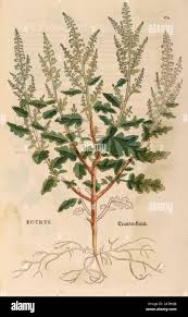 Image result for Chenopodium botrys