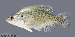 Image result for Pomoxis nigromaculatus