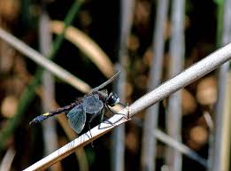 Attēlu rezultāti vaicājumam “Leucorrhinia pectoralis”