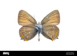 Attēlu rezultāti vaicājumam “Satyrium ilicis”