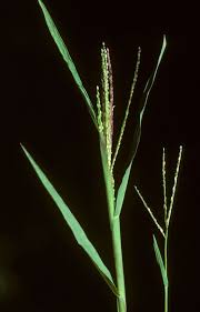 Attēlu rezultāti vaicājumam “Digitaria ischaemum”