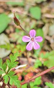 Attēlu rezultāti vaicājumam “Geranium robertianum flower”