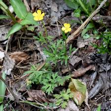 Attēlu rezultāti vaicājumam “Ranunculus bulbosus flower”