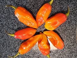 Afbeeldingsresultaat voor red fratali hot pepper