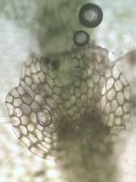 Attēlu rezultāti vaicājumam “Calypogeia neesiana”