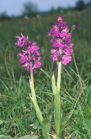 Attēlu rezultāti vaicājumam “Orchis morio”