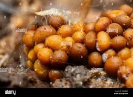 Attēlu rezultāti vaicājumam “Trichia varia”