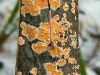 Attēlu rezultāti vaicājumam “Peniophora laurentii”