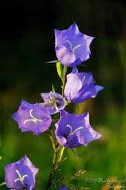 Image result for Campanula persicifolia