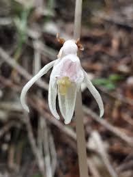 Attēlu rezultāti vaicājumam “Epipogium aphyllum”