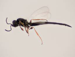 Attēlu rezultāti vaicājumam “Rabdophaga degeeri”