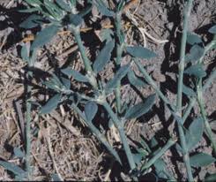 Attēlu rezultāti vaicājumam “Polygonum aviculare leaf”