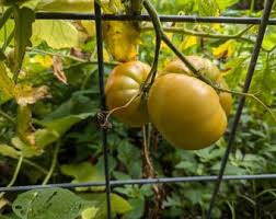 Afbeeldingsresultaat voor grubbs mystery green tomato