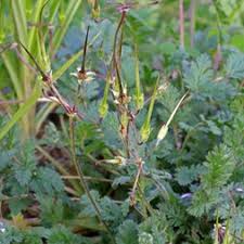 Attēlu rezultāti vaicājumam “Geraniaceae”