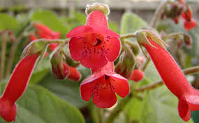 Image result for Sinningia