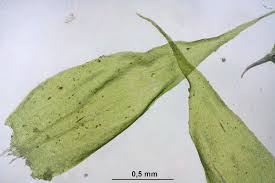 Attēlu rezultāti vaicājumam “Herzogiella seligeri”