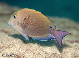 Image result for Acanthurus blochii