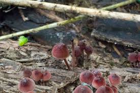 Attēlu rezultāti vaicājumam “Mycena haematopus”