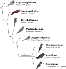 Attēlu rezultāti vaicājumam “Cribraria martinii stalked”