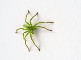 Attēlu rezultāti vaicājumam “Micrommata virescens”